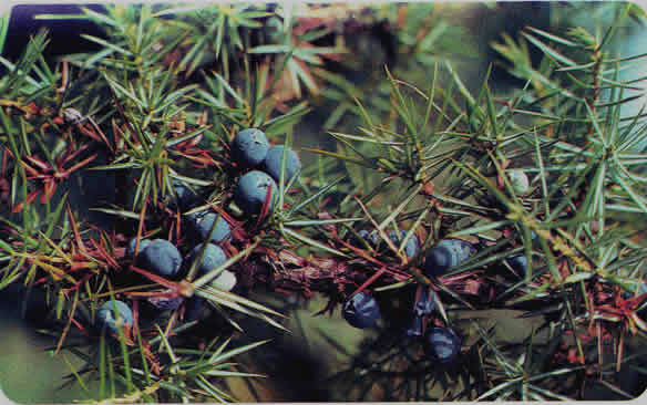  Image name: ginepro4.jpg 
 width: 584 pixel 
 height: 366 pixel 
 Size: 37320 bytes 
 Click to enlarge 